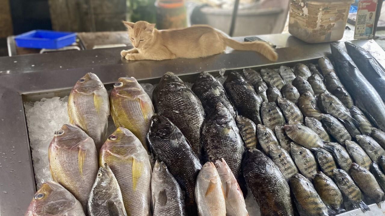 Cochin, Fish stall