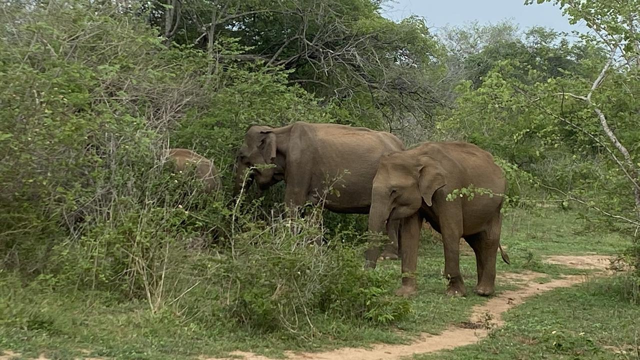 Elephants roaming in Wasgamuwa National Park