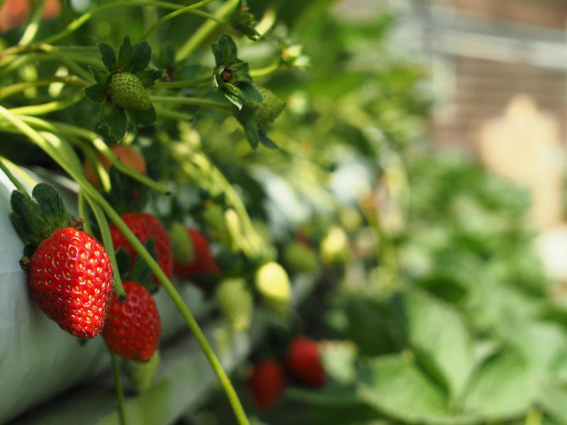 Cameron Highlands gardens strawberry
