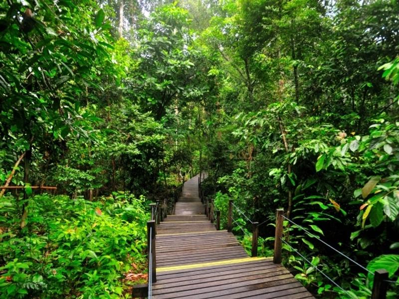 Boardwalk into the jungle at MY Nature Resort