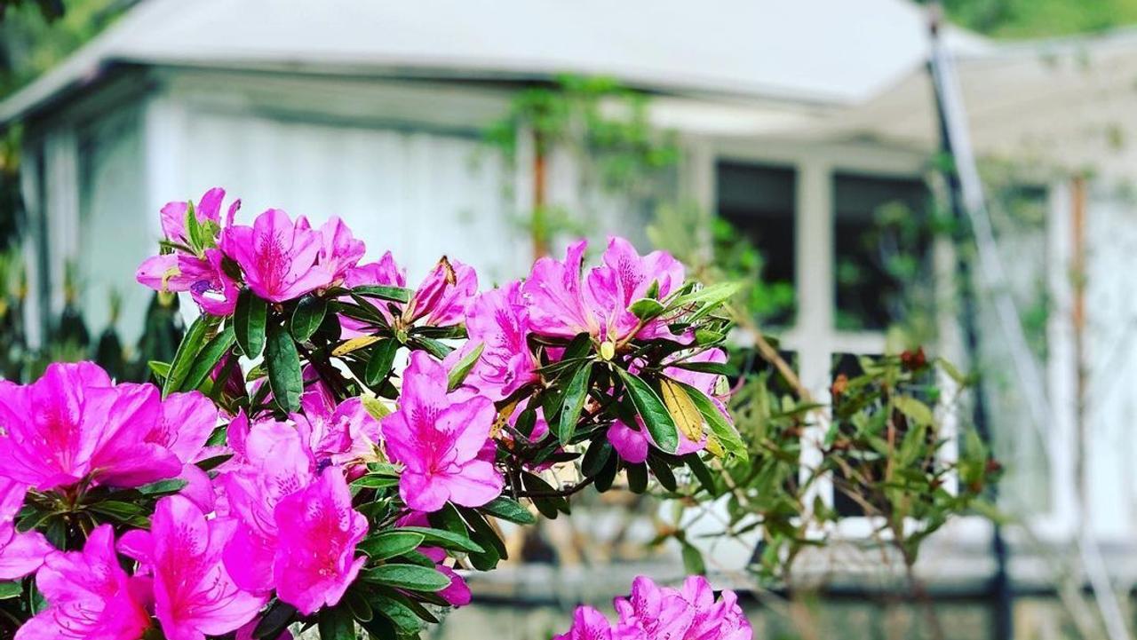 A sprig of bright pink flowers with a tent in the background