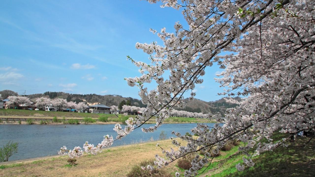 Cherry blossoms in spring by Kukunodate riverside