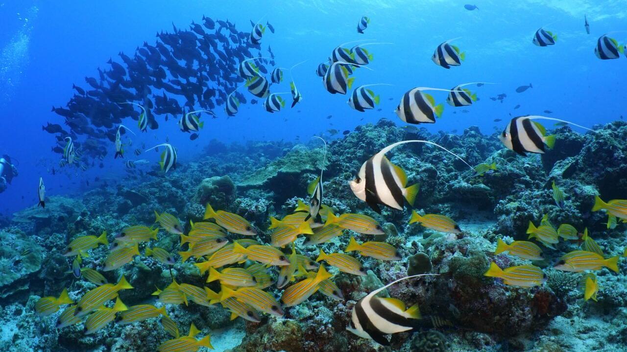 Marine life in the Maldives