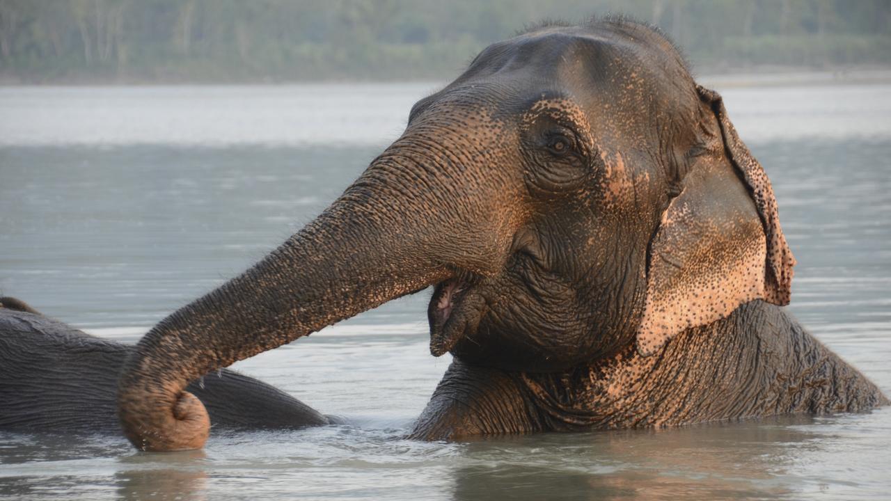 Elephant in Nepal