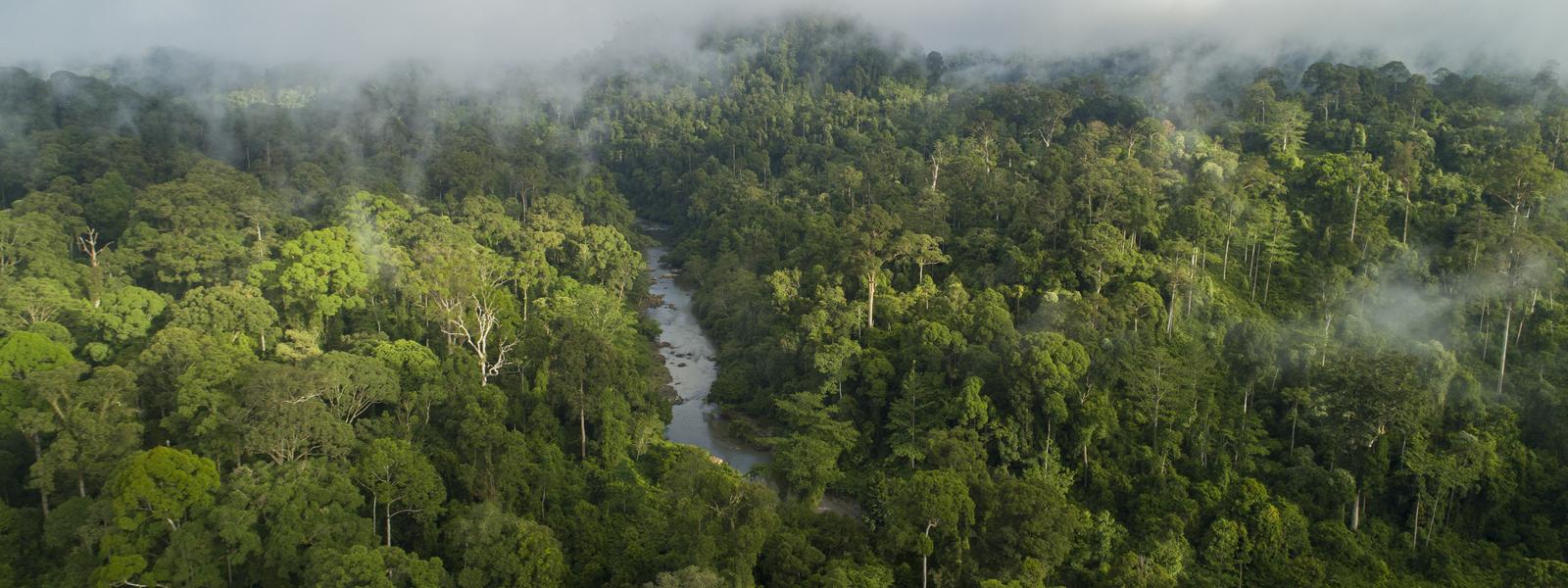 Borneo rainforest with myst