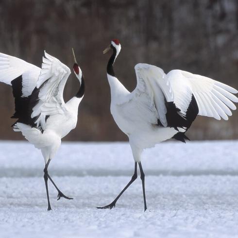 Hokkaido japan