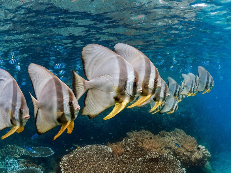 School of batfish from diving at Kri Eco Resort