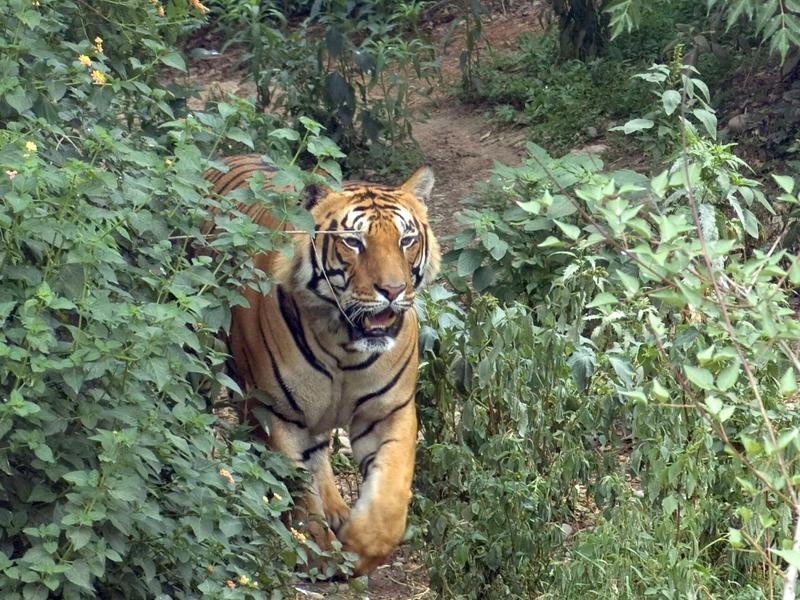 Chitwan national park