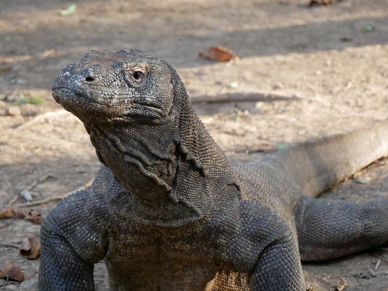 Komodo National Park, Indonesia