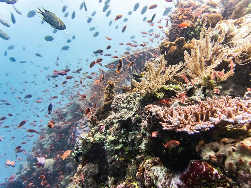 Snorkelling Komodo